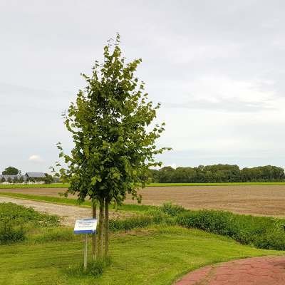 kroningsboom vlakje