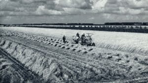 Tarwe oogsten met de zelfbinder in de Noordoostpolder Foto Sieben