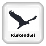 kiekendief