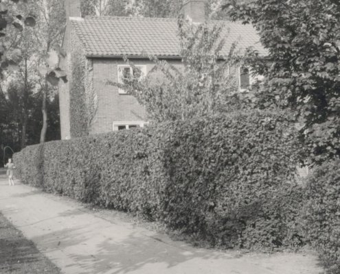 Beplanting met een hoge brede veldesdoornhaag bij woningen op de hoek van de Meldestraat en de Duizendknoopstraat 1962